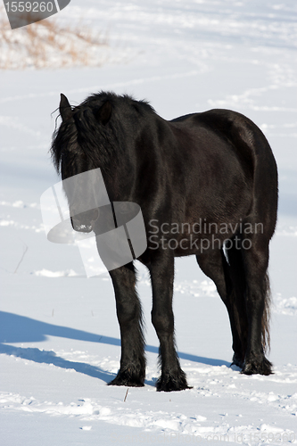 Image of Black horse in winter