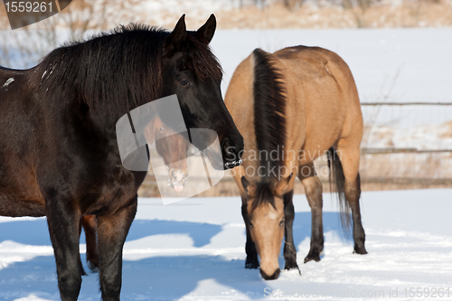 Image of Horses in snow