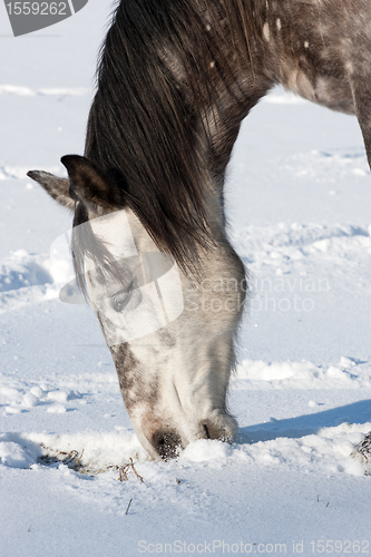 Image of Horse in winter