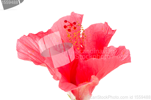 Image of Pink hibiscus blossom detail