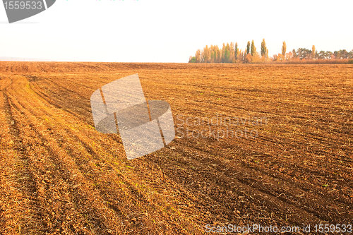 Image of Sown cereals autumn field