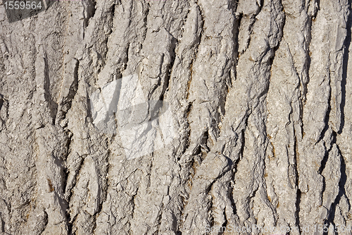 Image of Bark covered with lime