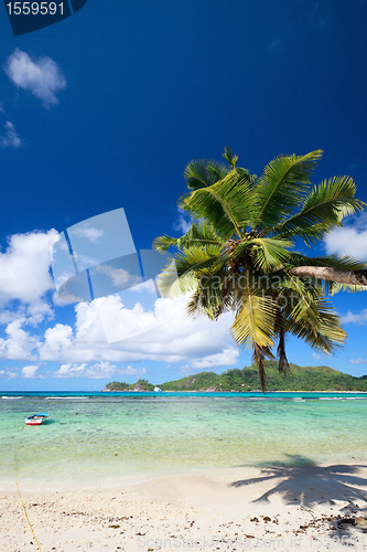 Image of Palm tree hanging over beach