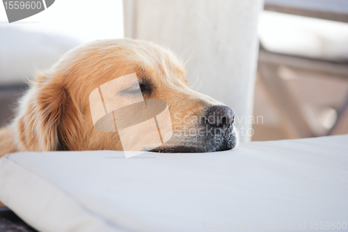Image of Golden retriever dog