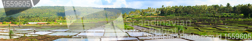 Image of Rice paddy