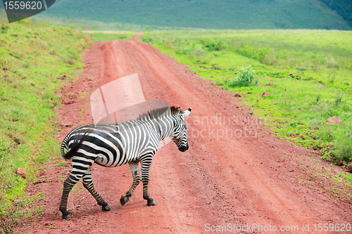 Image of Zebra walking at road