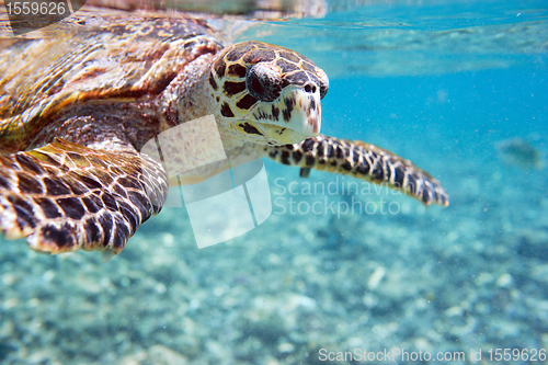 Image of Hawksbill sea turtle