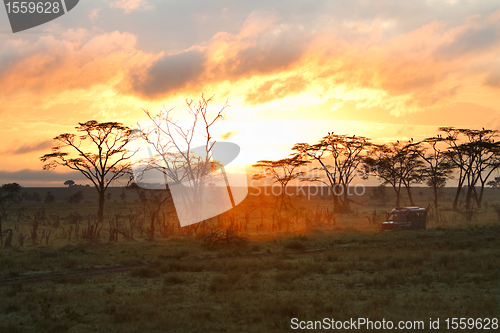 Image of Morning safari drive