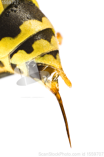 Image of wasp stinging