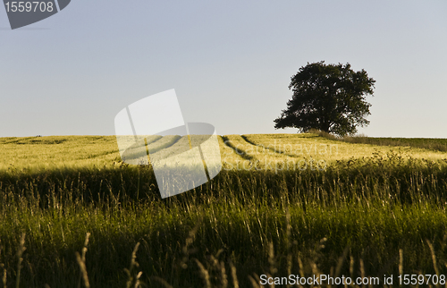 Image of single tree and grainfield