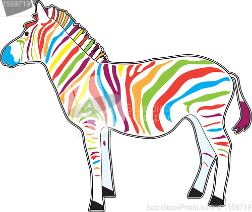 Image of Multicolor Zebra