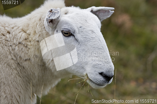 Image of head of sheep