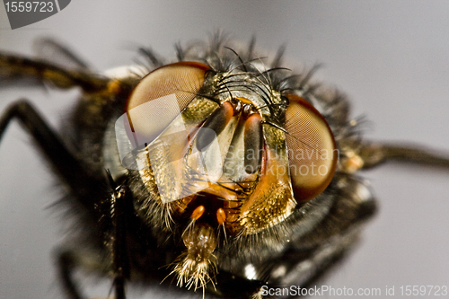 Image of flying horse fly