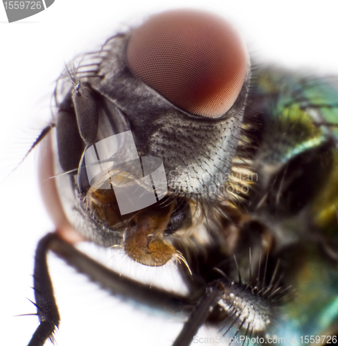 Image of Head of a domestic fly