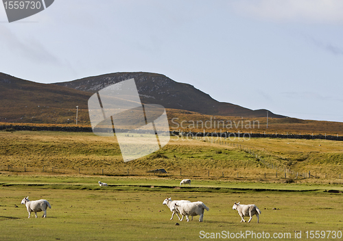 Image of sheeps in scotisch landscape