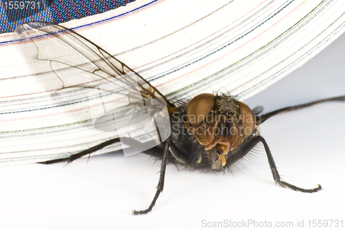 Image of house fly killed by magazine