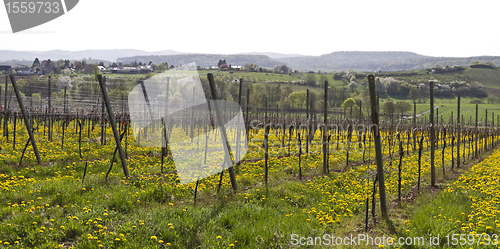 Image of vineyard with dandelion
