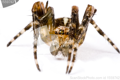 Image of spider crawling in extreme close up