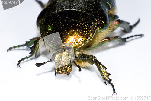 Image of bug in close up