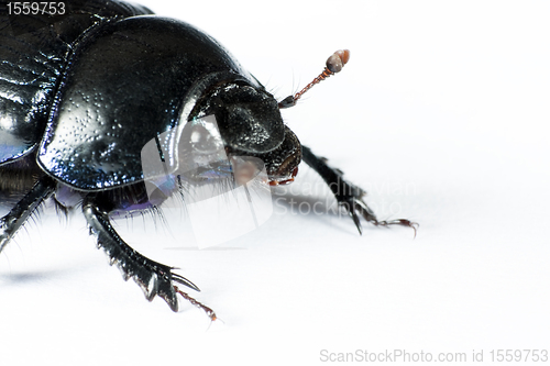 Image of head of black bug in left upper corner