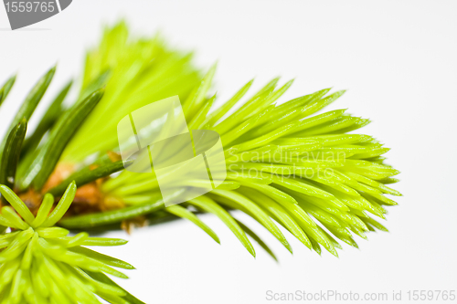 Image of close-up of fir tree