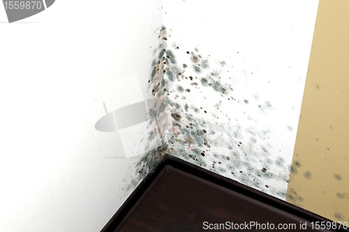 Image of Mold in a Edge