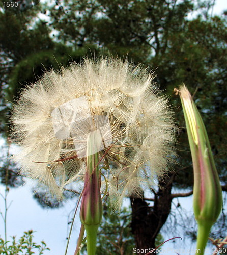 Image of The dandelion and the tree