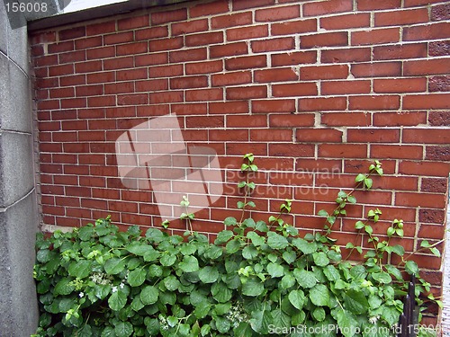 Image of Brick Wall with Ivy