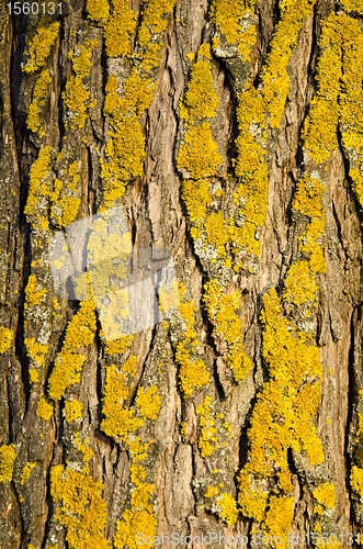 Image of Mossy tree trunk bark closeup background details 