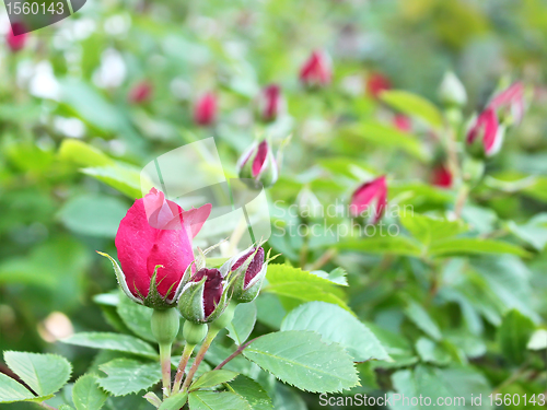 Image of Red roses blooming