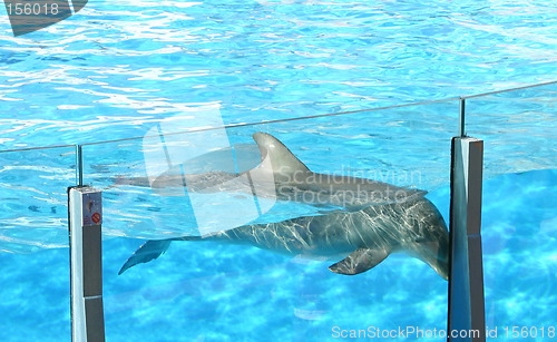 Image of dolphin saying goodbye