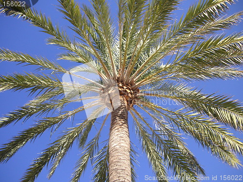 Image of palm tree