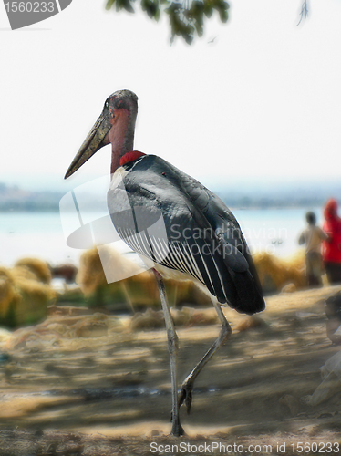 Image of Marabou Stork