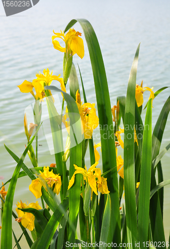 Image of Yellow iris (Iris pseudacorus)