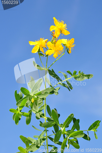 Image of St John's wort (Hypericum perforatum)