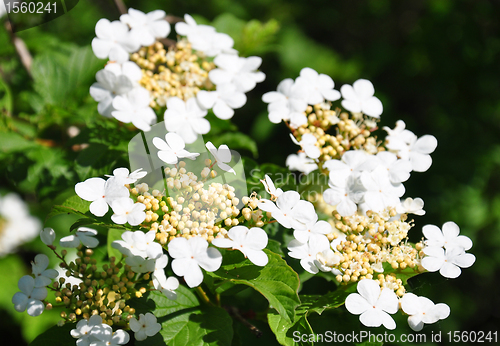 Image of Guelder rose (Viburnum opulus)