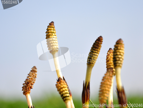 Image of Horsetail flowers