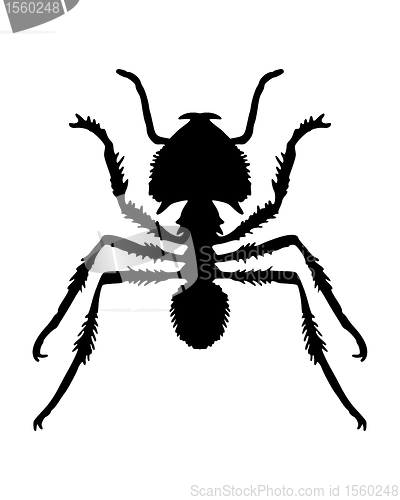 Image of Ant