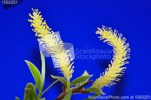 Image of Willow flower (Salix)