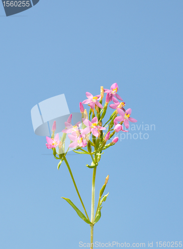 Image of Common centaury (Centaurium erythraea)