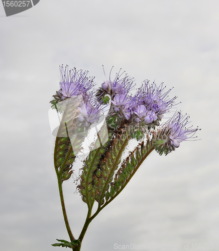 Image of Phacelia, Scorpionweed (Phacelia tanacetifolia)