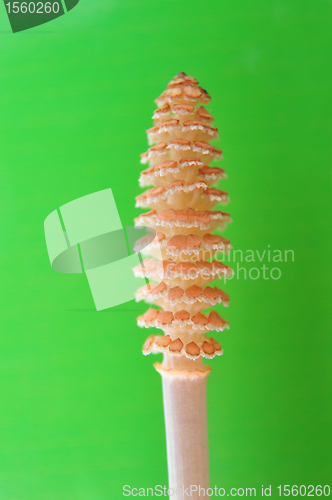 Image of Horsetail flower (Equisetum)