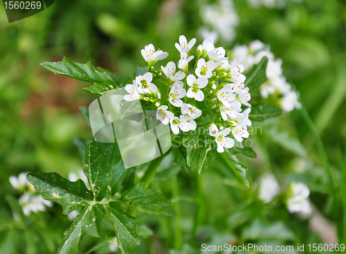 Image of Watercress (Nasturtium officinale)