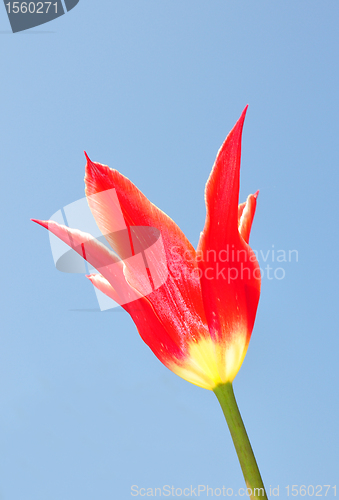 Image of Red tulip