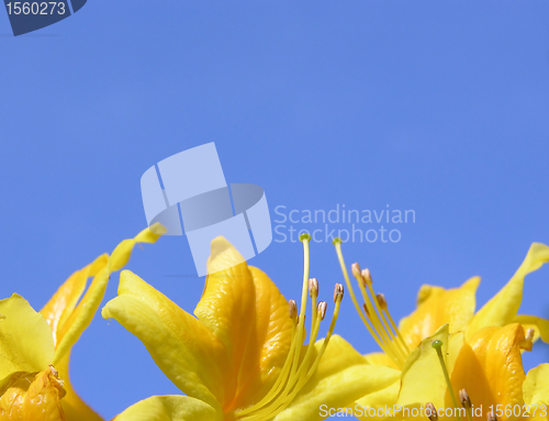 Image of Rododendron flowers and blue sky