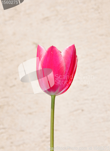 Image of Purple tulip