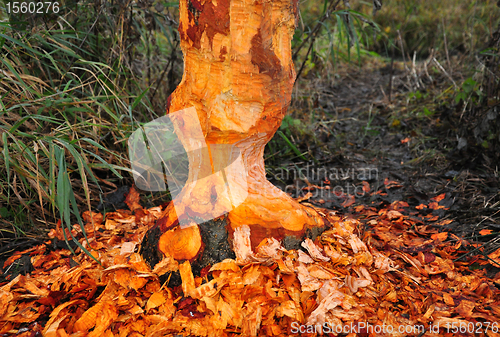 Image of Beaver tree