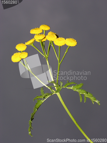 Image of Tansy (Tanacetum vulgare)