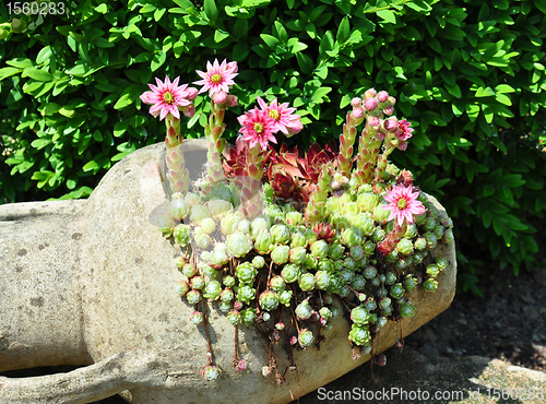 Image of Houseleek flowers (Sempervivum) in flagon