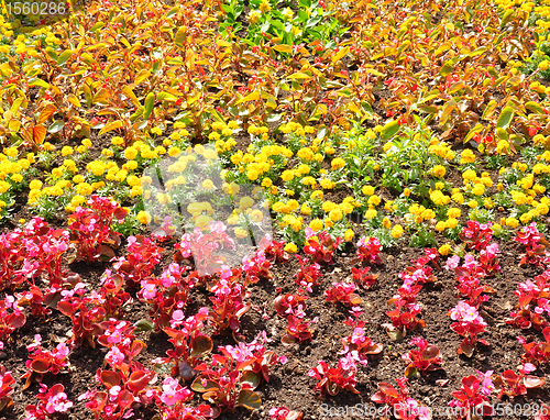 Image of Flowerbed